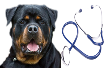 Veterinary Care in Chitradurga